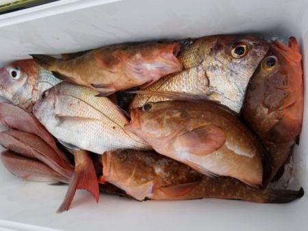 オーフリー 釣果