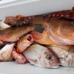 オーフリー 釣果