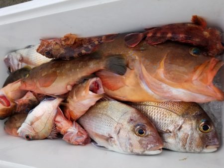 オーフリー 釣果