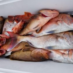 オーフリー 釣果