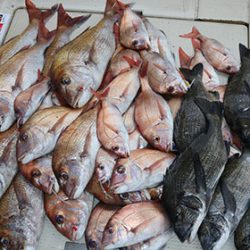 松本釣船２ 釣果