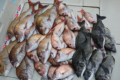 松本釣船２ 釣果