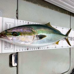 オーシャンマスター 釣果