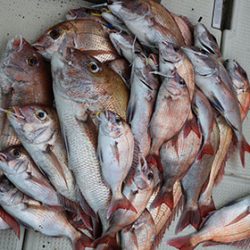 松本釣船２ 釣果