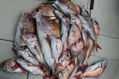 松本釣船２ 釣果