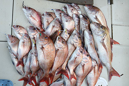 松本釣船２ 釣果