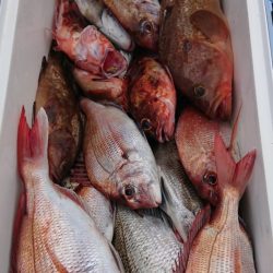 オーフリー 釣果