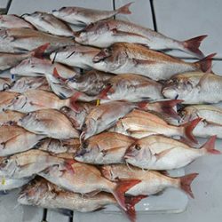 松本釣船２ 釣果