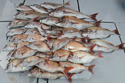 松本釣船２ 釣果