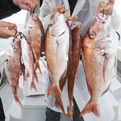 松本釣船２ 釣果