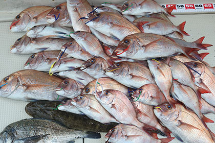 松本釣船２ 釣果