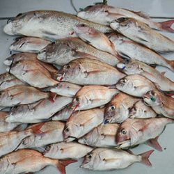 松本釣船２ 釣果