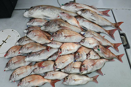 松本釣船２ 釣果