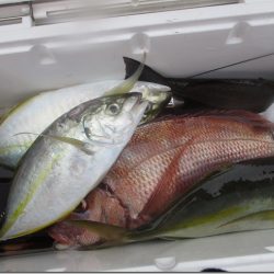 海正丸 釣果