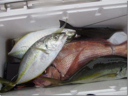 海正丸 釣果