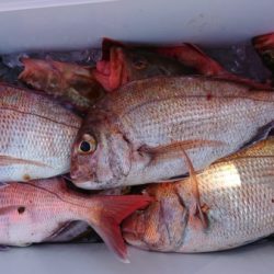 オーフリー 釣果