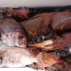 オーフリー 釣果