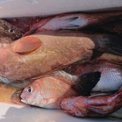 オーフリー 釣果