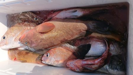 オーフリー 釣果