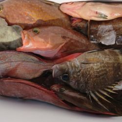 オーフリー 釣果