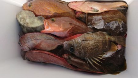 オーフリー 釣果