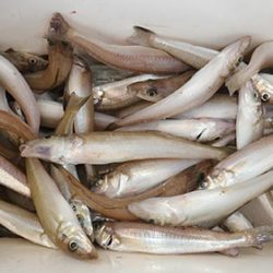 松本釣船２ 釣果