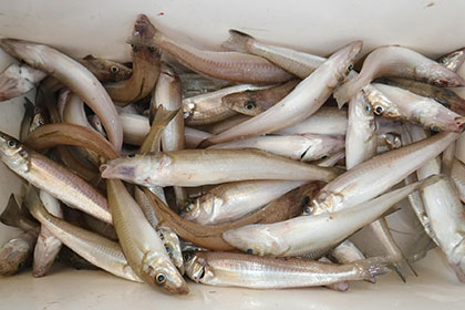 松本釣船２ 釣果