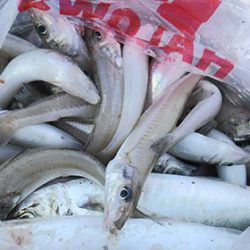 松本釣船２ 釣果