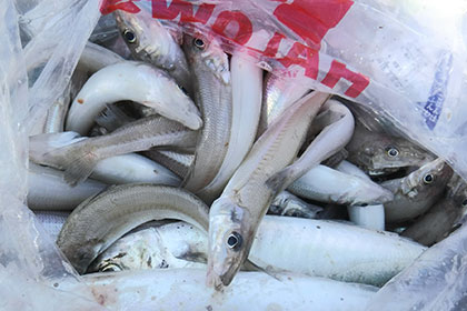 松本釣船２ 釣果