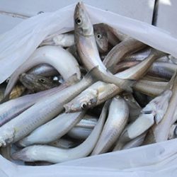 松本釣船２ 釣果