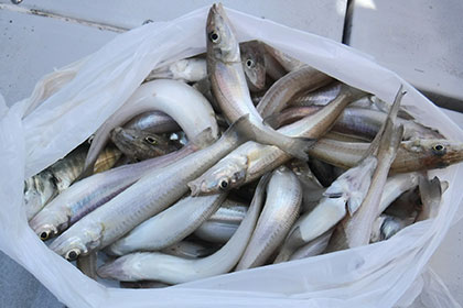 松本釣船２ 釣果