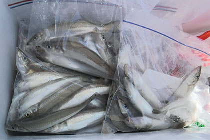 松本釣船２ 釣果