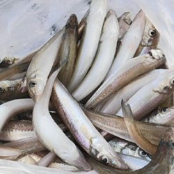 松本釣船２ 釣果