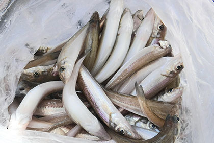 松本釣船２ 釣果