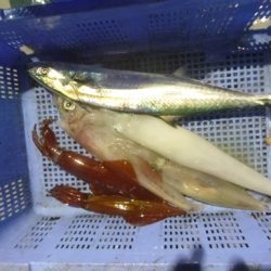 宝政丸 釣果