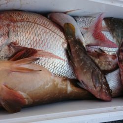 オーフリー 釣果