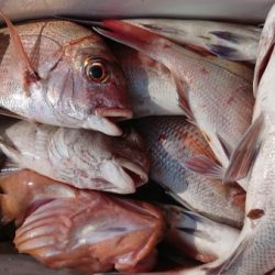 オーフリー 釣果