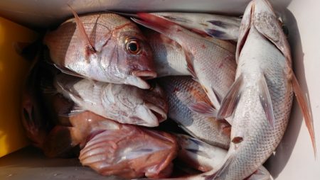 オーフリー 釣果