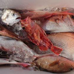 オーフリー 釣果