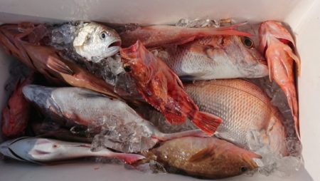 オーフリー 釣果