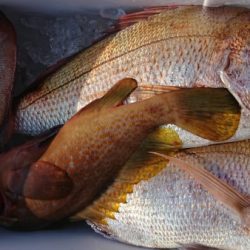 オーフリー 釣果