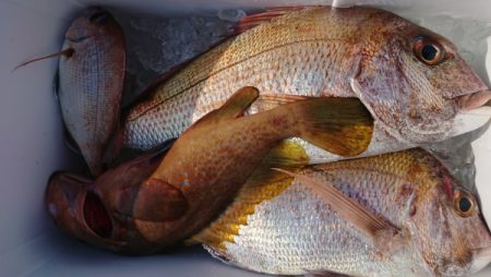 オーフリー 釣果