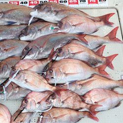 松本釣船２ 釣果