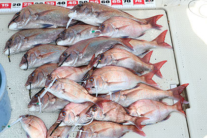 松本釣船２ 釣果