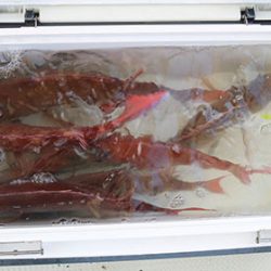 松本釣船２ 釣果