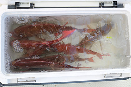 松本釣船２ 釣果