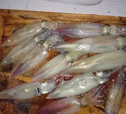 海龍丸（福岡） 釣果