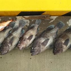 モンロー号 釣果