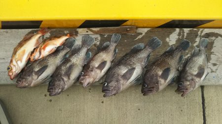 モンロー号 釣果