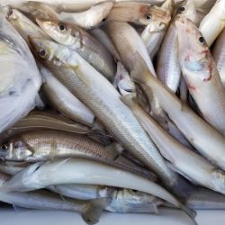 オーフリー 釣果